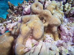 Goniastrea stelligera