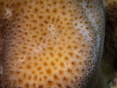 Goniastrea stelligera