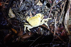 Geothelphusa albogilva