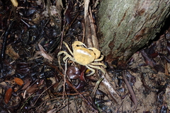 Geothelphusa albogilva