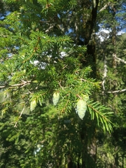 Tsuga dumosa