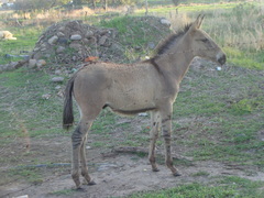 Equus asinus × caballus