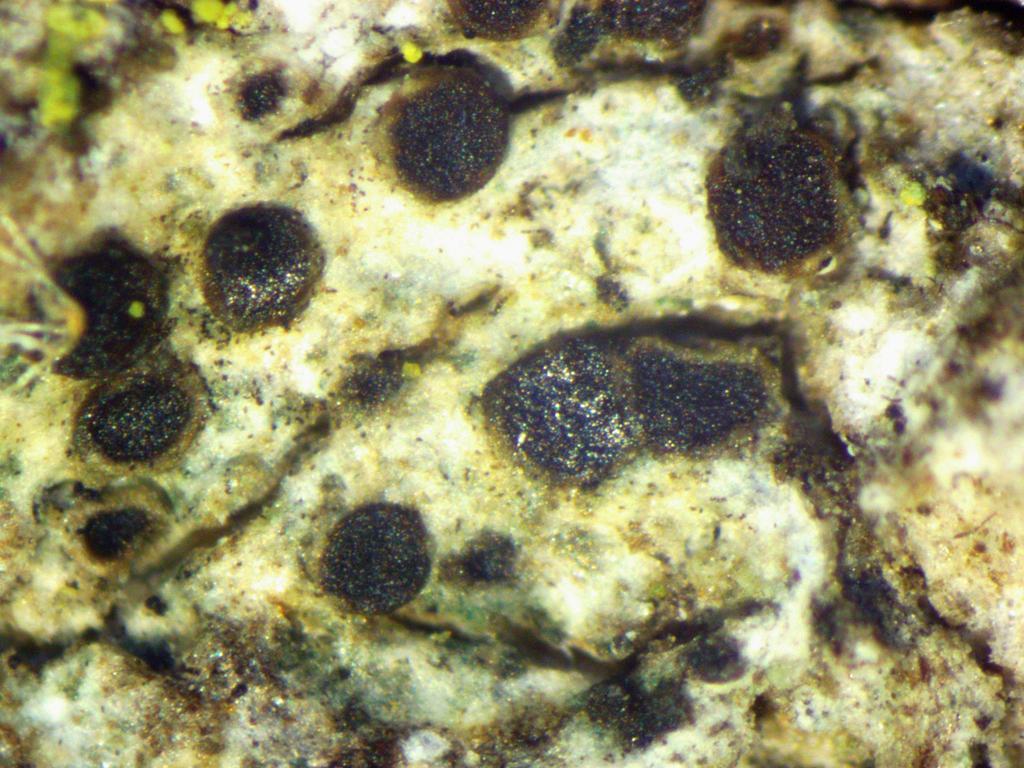 Conrad's Pepper-Spore Lichen