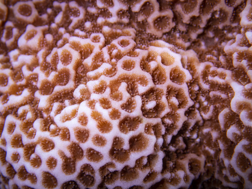 Montipora foveolata observed 2020-08-06