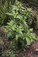 Proboscidea fragrans