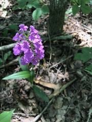 Platanthera peramoena