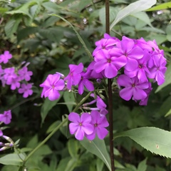 Phlox ovata