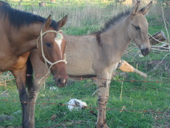 Equus asinus × caballus