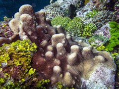 Goniastrea stelligera