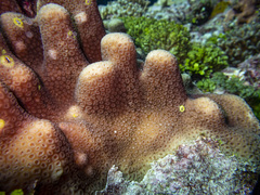 Goniastrea stelligera