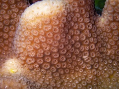 Goniastrea stelligera