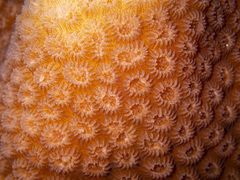 Goniastrea stelligera