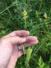Media resource of Platanthera clavellata