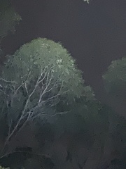 Pseudocheirus peregrinus