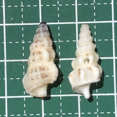 Cerithium columna