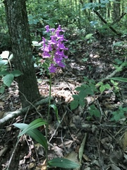 Platanthera peramoena