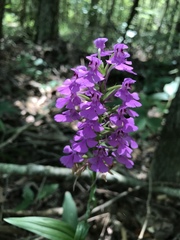 Platanthera peramoena