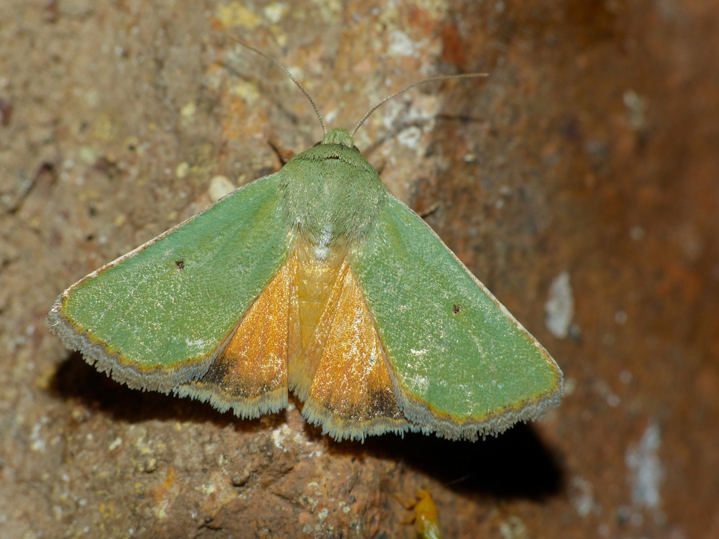Adisura aerugo