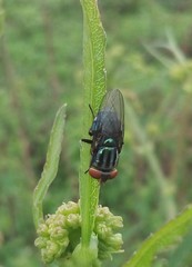 Cochliomyia