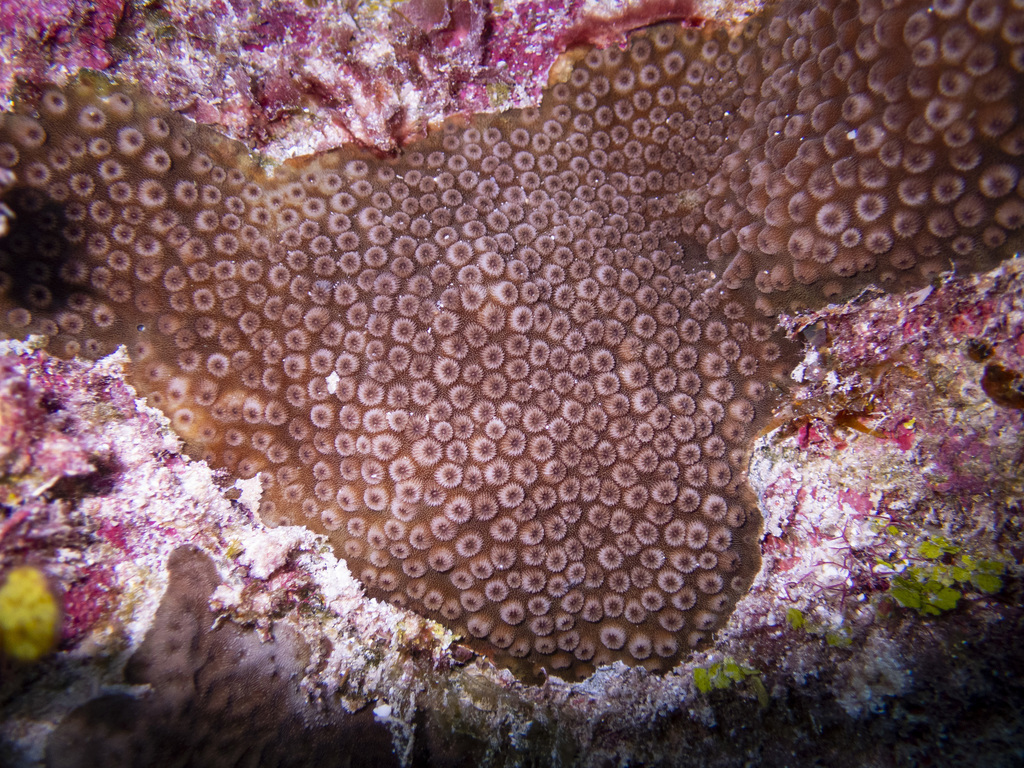 Cyphastrea serailia