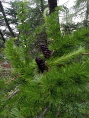 Larix potaninii himalaica