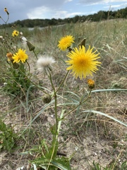 Sonchus palustris