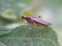 Norellia