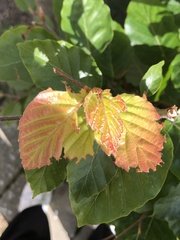 Fagus sylvatica