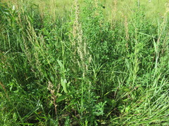 Artemisia integrifolia