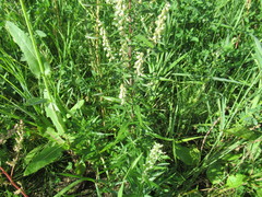 Artemisia integrifolia