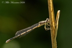 Enallagma doubledayi