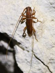 Hypexilis pallida