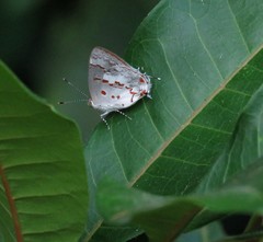 Ministrymon megacles