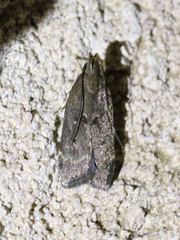 Helcystogramma melantherella