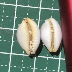 Staphylaea staphylaea