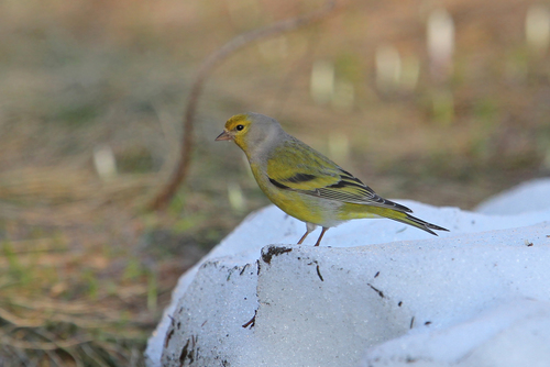 Citril Finch (Carduelis citrinella), photo 6