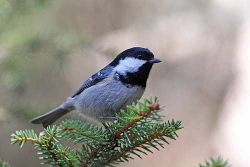 Carbonero garrapinos (Periparus ater)