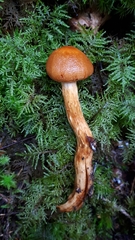 Aureonarius limonius