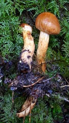 Aureonarius limonius