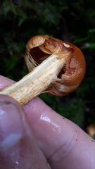 Aureonarius limonius