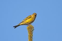 Carduelis citrinella