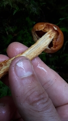 Aureonarius limonius