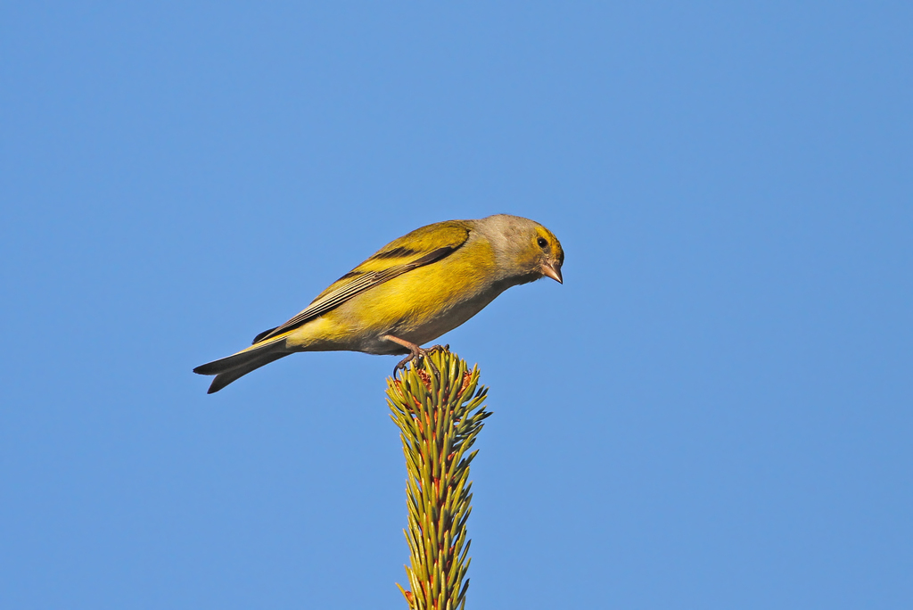 Foto de Citril Finch