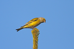 Carduelis citrinella