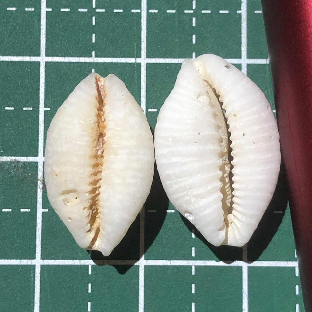 Kernel cowry