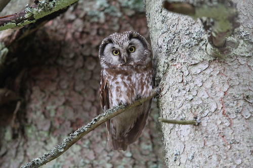 Mochuelo boreal (Aegolius funereus)