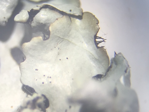 Parmelinopsis afrorevoluta image