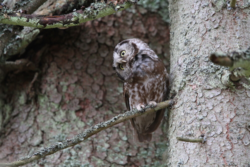 Foto de Boreal Owl