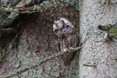 Boreal Owl photo 3