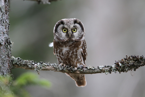 Boreal Owl (Aegolius funereus) · iNaturalist